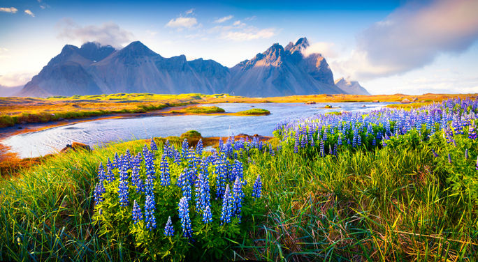 Advisors Are Cautiously Optimistic About the Year Ahead Blooming lupine flowers on the Stokksnes headland, Iceland.
